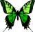 green butterfly clip art